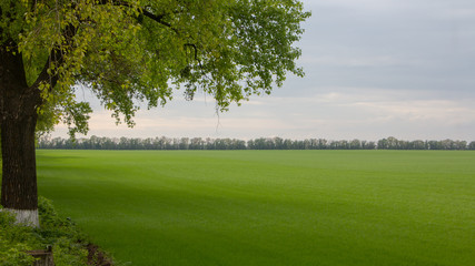 Fields with green wheat under a blue sky landscape