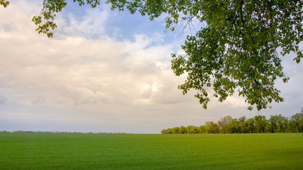 Fototapeta na wymiar Fields with green wheat under a blue sky landscape