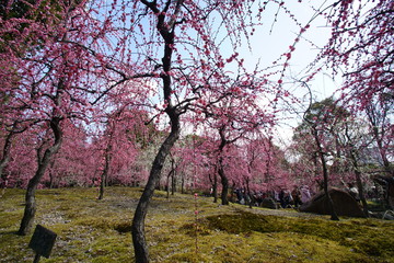 Obraz premium 城南宮の枝垂れ梅