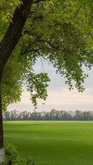 Fields with green wheat under a blue sky landscape