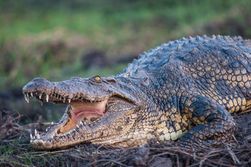 Crocodile 