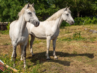 Two beautiful white horses in a field, on a sunny day,