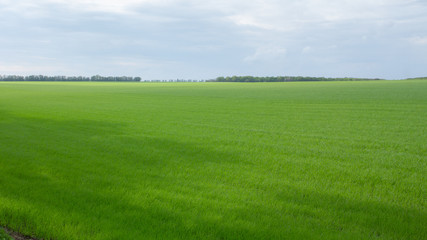 Fields with green wheat under a blue sky landscape