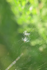 dandelion on a web