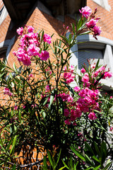  Is it summer already #1