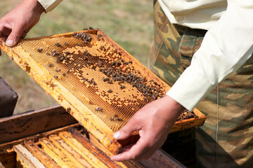 Honeycombs with fresh yellow honey and bees in the apiary. The beekeeper keeps honeycombs with bees that work, collecting honey. Frame with honey closeup.