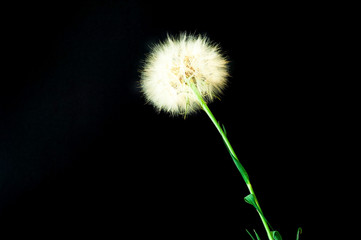 Creative black background with white dandelions inflorescence. 