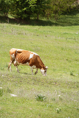 Obraz premium Heifer grazing in a green pasture on a beautiful sunny day