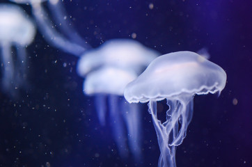 Colorful Jelly Fish