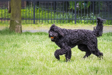 Black curly haired dog with ball