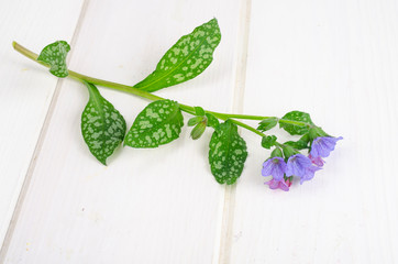 Wild spring flower Pulmonaria on white