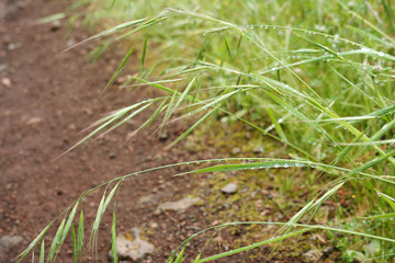 close up of blades of grass after a rain