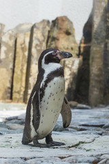 Fototapeta premium Cute african penguin walking at the zoo. Concept of animal life in a zoo. Animal protection.