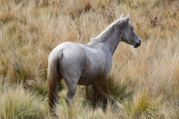 Obraz premium horse in field