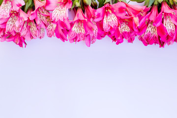The layout of pink flowers on a white background