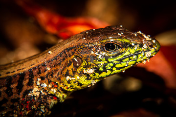holcosus festiva (middle american festiva or ameiva festiva), close up macro portrait of a small lizard. Photograph at Sarapiqui, Costa Rica.