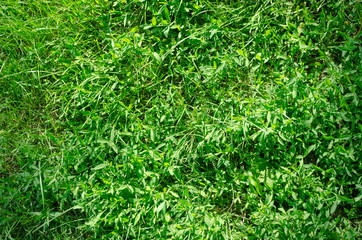 Overgrown lawn. Green grass, plants or herbs. Floral background. Summer backdrop.