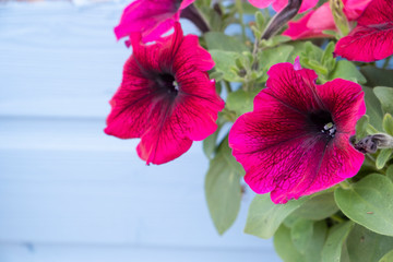 Vivid pink petunia flowers on blue background, the petunia is a common garden flower often used in hanging baskets