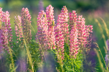 Pink spring and summer flowers