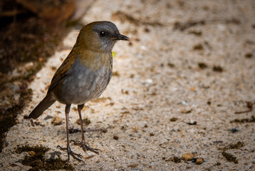 Black-billed nightinggale-thrush (Catharus gracilirostris gracilirostris), a  thrush, endemic to the highlands of Costa Rica. This one was found at San Gerardo de Dota in the Talamanca mountain range.