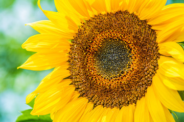 Obraz premium Yellow sunflower on field farmland with blue sky