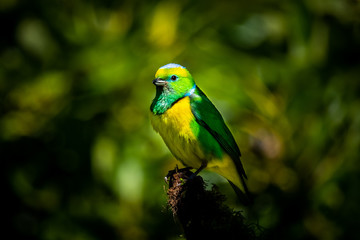 Male golden browed chlorophonia (Chlorophonia callophrys) on a branch at San Gerardo de Dota, Costa Rica. Passerine with beautiful colors