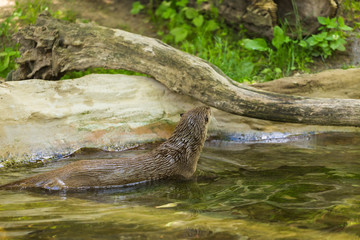 Side view of a wet nimble otter is floating on a river with a picturesque view with a mouse in her teeth. Concept of predatory animals and life in the reserve.