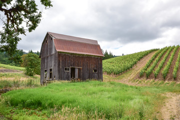 Obraz premium Weathered barn on vineyard in the Pacific Northwest
