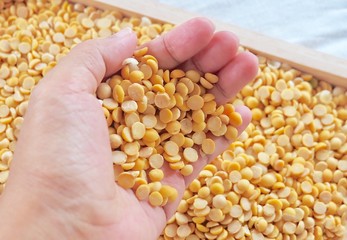 Hand Holding Dried Soybeans in A Wooden Tray