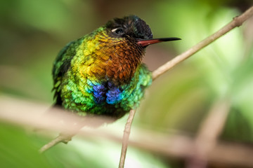 Hummingbird / colibri. Fiery throated hummingbird with its beautiful rainbow colored plumage, San Gerardo de Dota, Costa Rica
