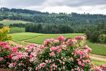 Vineyard vines and flowers in the Pacific Northwest