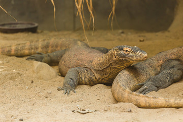 Fototapeta premium Two lizards are resting on the sand and enjoying a warm summer day. Reptile life concept in a zoo and in captivity. Concept of the most ancient animals on the planet.