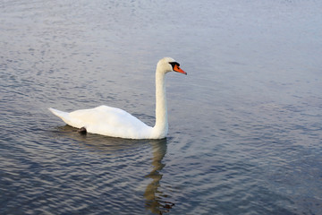 Naklejka premium White swan. White swan swims on lake.