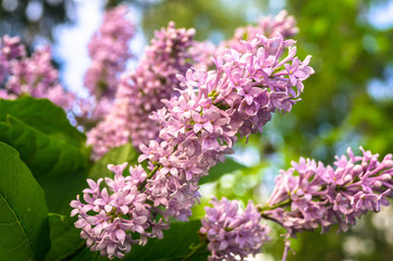 lush forest lilac flowers in the summer forest