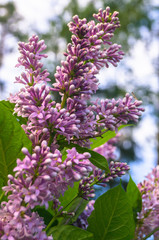 Obraz premium lush forest lilac flowers in the summer forest