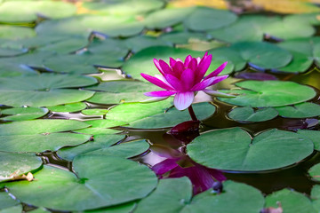 Pink water lily in a pond.