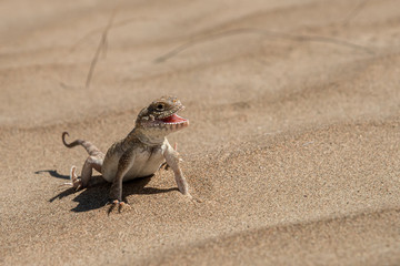 Allphotokz Lizard 20160810 3136 D810