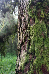 close of of a pine tree in the rain forest of el Hierro