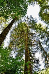 Fototapeta premium Pacific Northwest Forest and Woodland Park