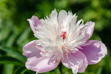 Large head of opened pink peony flower in a summer garden.