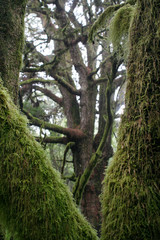 view through branches of the mystic pine forest on el Hierro