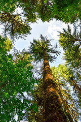 Pacific Northwest Forest and Woodland Park