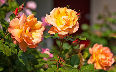 Yellow roses in the garden