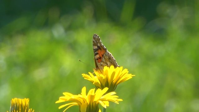 butterfly collects nectar in the flowers of marigolds. Summer season.