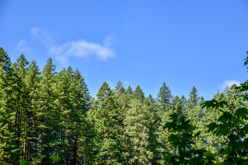 Fototapeta na wymiar Pacific Northwest Forest and Woodland Park