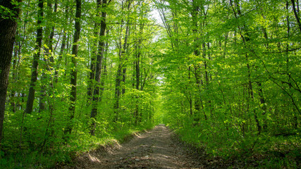 Spring deciduous forest, with green trees, grass, and flowering bushes.