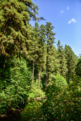 Pacific Northwest Forest and Coast Landscape Beauty