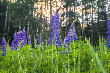 beautiful wild flowers Lupin on the edge of the forest