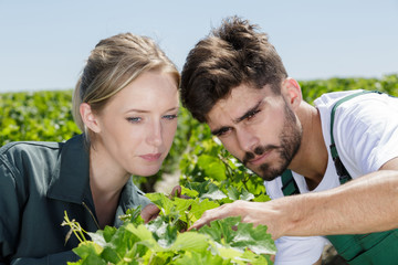 a happy couple in vineyards