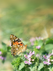Obraz na płótnie Canvas Beautiful summer butterfly sitting on a flower